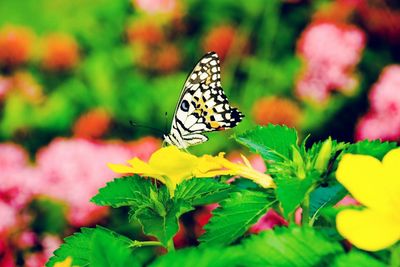 Close-up of butterfly on flower