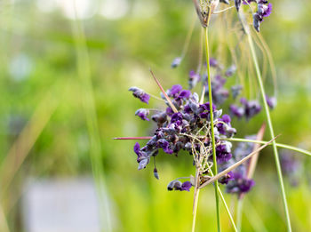 Close-up of insect on purple flowering plant