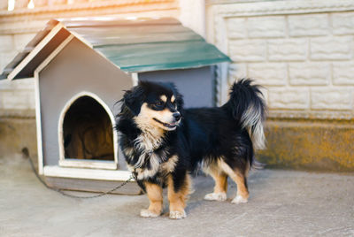 Cute happy black dog near his house on a sunny day. dog booth