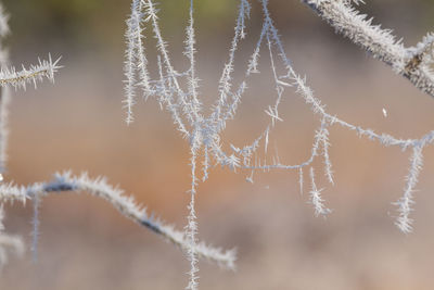 Close-up of frozen plant