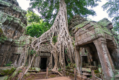 Low angle view of old tree by building