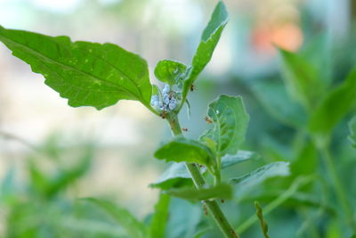 Close-up of wet plant