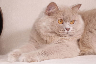 Close-up of a cat looking away