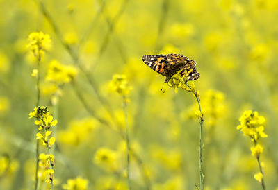 Close-up of butterfly pollinating on flower