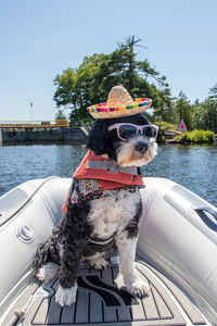 Dogs in a boat wearing a hat