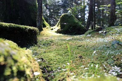 Scenic view of forest