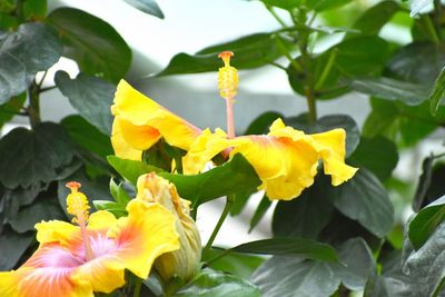 Close-up of yellow flowering plants