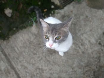 High angle portrait of cat on floor