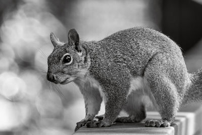 Close-up of squirrel