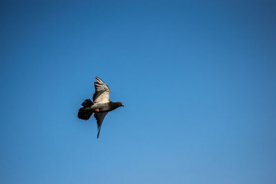 Low angle view of bird flying against clear blue sky