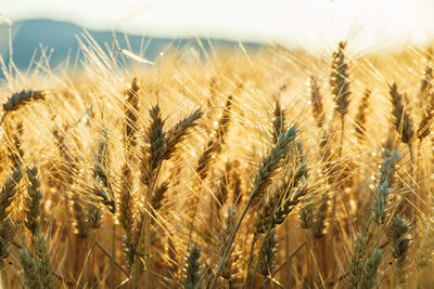 Close-up of wheat growing on field against sky