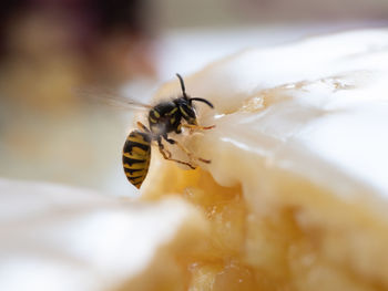 Close-up of bee