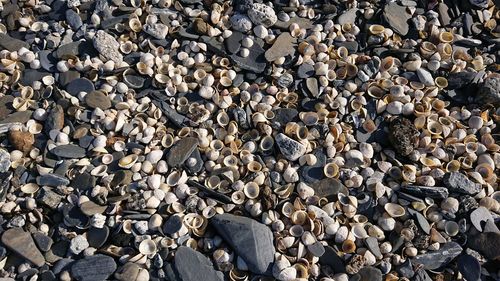 Shells on a beach in cornwall