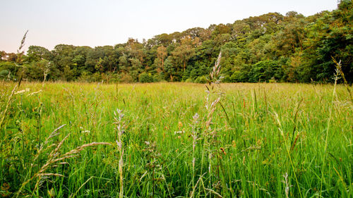 Scenic view of agricultural field against clear sky