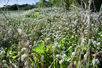 Plants growing on field