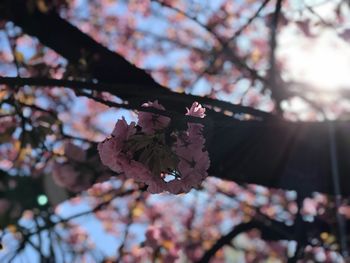 Low angle view of pink cherry blossom tree