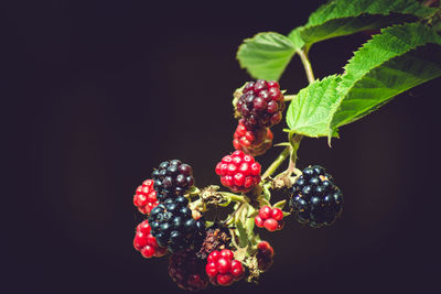 Close-up of berries growing against black background