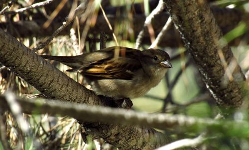 Close-up of bird perching on branch