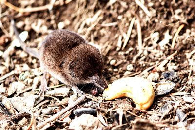 Close-up of crab on field