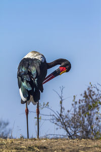 Close-up of bird on land against clear sky