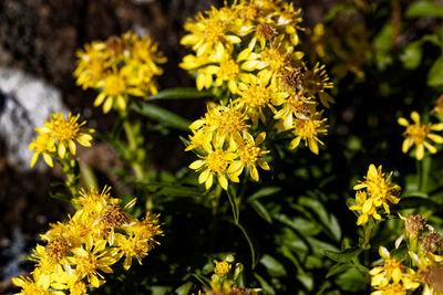 Close-up of yellow flowering plant