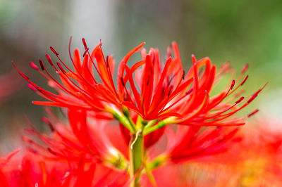 Close-up of red flowering plant