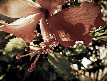 Close-up of flowers