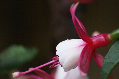 Close-up of pink flowers