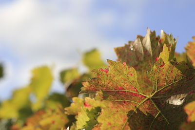 Close-up of maple leaves against sky