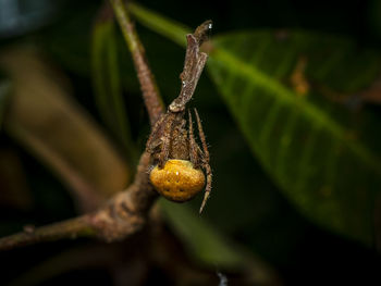 Macro-photo of a large female spider 