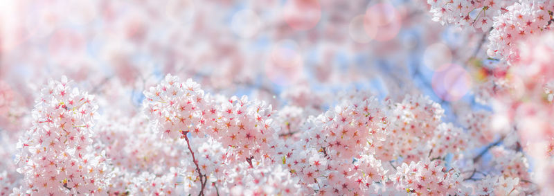 Close-up of flowers