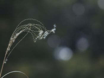 Close-up of spider web against sky