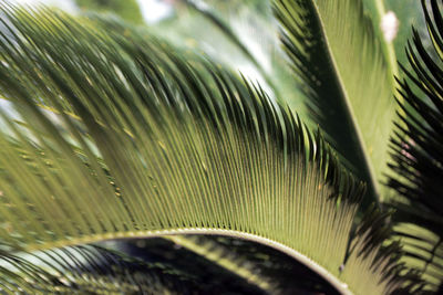 Close-up of palm leaves