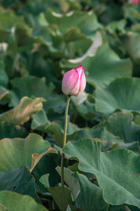 Close-up of pink lotus water lily