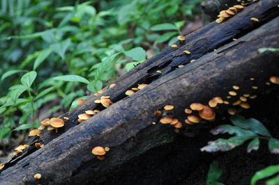 High angle view of wood in forest