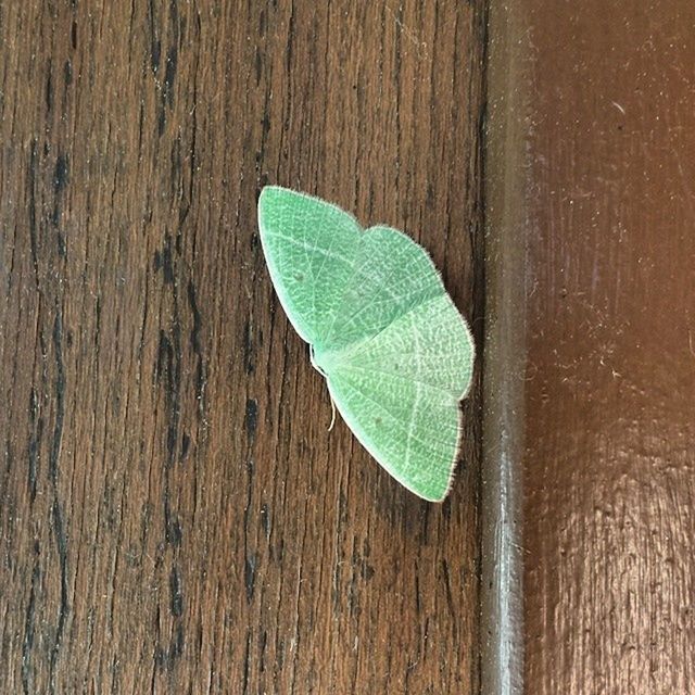 wood - material, green color, wooden, close-up, wood, textured, leaf, green, plank, natural pattern, one animal, no people, wildlife, nature, blue, day, animal themes, pattern, high angle view, outdoors