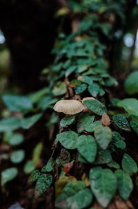 Close-up of mushrooms growing on land