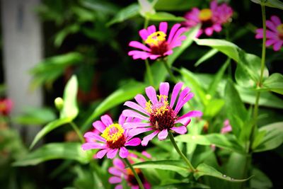 Close-up of pink flowers