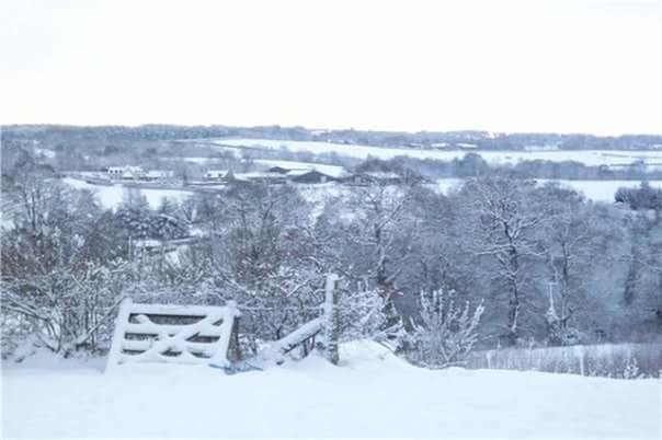 SNOW COVERED TREES ON FIELD