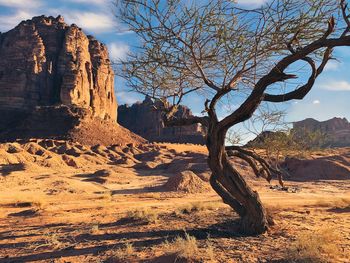 Bare tree on rock formation against sky