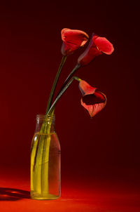 Close-up of red rose in glass bottle on table