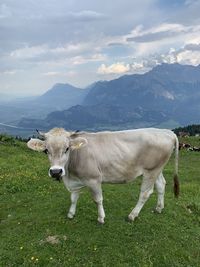 Cows in a field