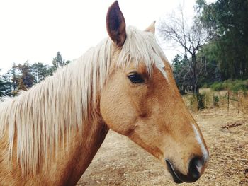 Close-up of a horse in field