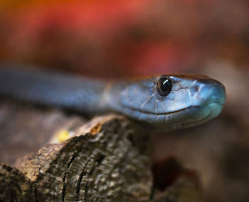 Close-up of snake on wood