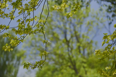 Close-up of flowering plant against trees