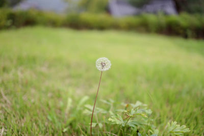 Close-up of dandelion flower on field