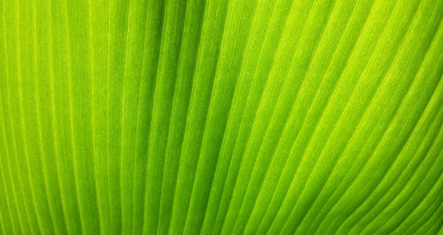 Full frame shot of green leaf