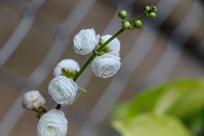 Close-up of white cherry blossom