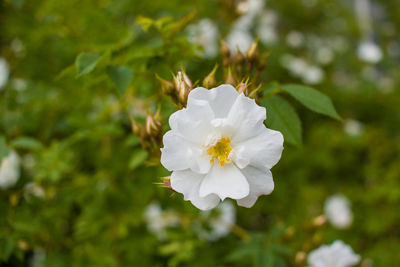 Close-up of white flower blooming outdoors