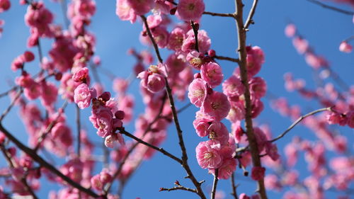 Low angle view of pink cherry blossom